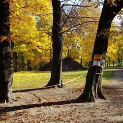 Wycinka drzew w Parku Dworskim