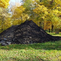 Wycinka drzew w Parku Dworskim