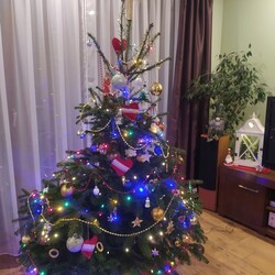 Choinki naszych Czytelników