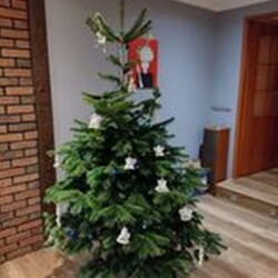 Choinki naszych Czytelników