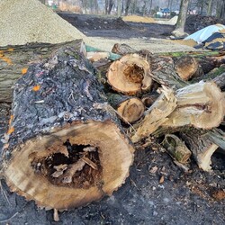 Modernizacja Parku Dworskiego