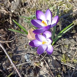 Wiosna w Rudzie Śląskiej