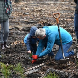 Posadź drzewko z Nadleśnictwem Katowice