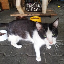 Koty z Ukrainy w TOZ Fauna