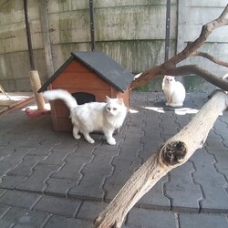 Koty z Ukrainy w TOZ Fauna