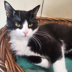 Koty z Ukrainy w TOZ Fauna