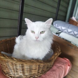 Koty z Ukrainy w TOZ Fauna