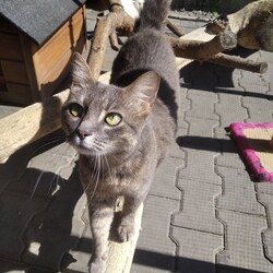 Koty z Ukrainy w TOZ Fauna