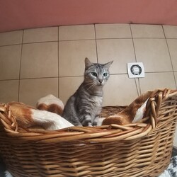 Koty z Ukrainy w TOZ Fauna