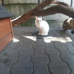 Koty z Ukrainy w TOZ Fauna