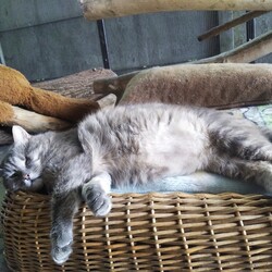 Koty z Ukrainy w TOZ Fauna