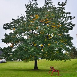Jesień w Rudzie Śląskiej