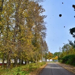 Jesień w Rudzie Śląskiej