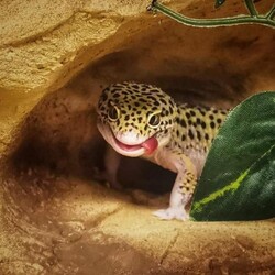 Światowy Dzień Zwierząt