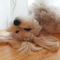 Światowy Dzień Zwierząt