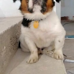 Światowy Dzień Zwierząt