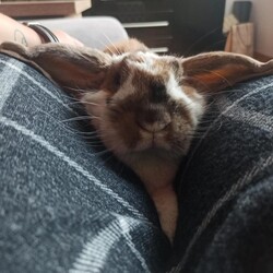 Światowy Dzień Zwierząt