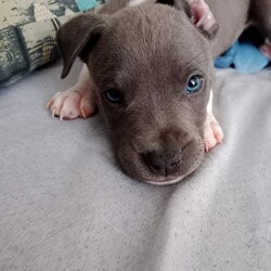 Światowy Dzień Zwierząt