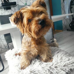 Światowy Dzień Zwierząt