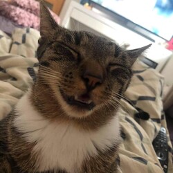 Światowy Dzień Zwierząt