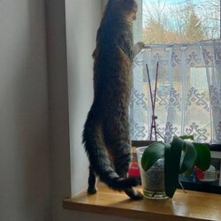 Światowy Dzień Zwierząt