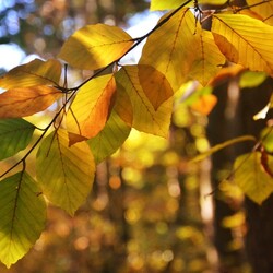 Jesień w lesie halembskim