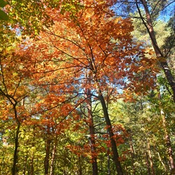 Jesień w lesie halembskim