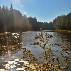 Jesień w lesie halembskim
