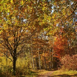 Jesień w lesie halembskim