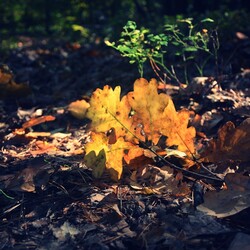 Jesień w lesie halembskim