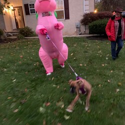 Halloween - zdjęcia Czytelników