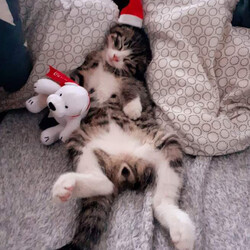 Konkurs Mikołajkowy