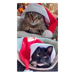 Konkurs Mikołajkowy