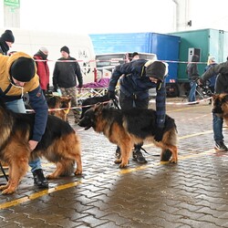  Wystawa Mikołajkowa Owczarków Niemieckich