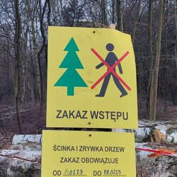 wycinka drzew Polana