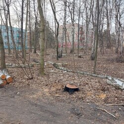 wycinka drzew Polana