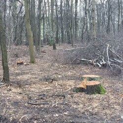 wycinka drzew Polana