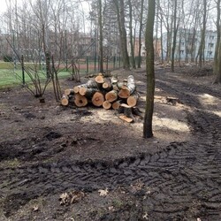 wycinka drzew Polana