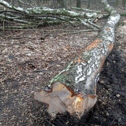 wycinka drzew Polana