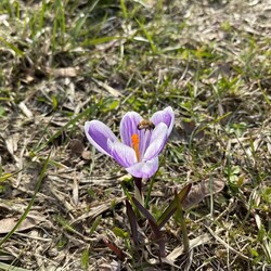 Pierwsze oznaki wiosny