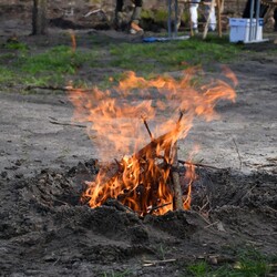 Sadzenie drzew w Halembie