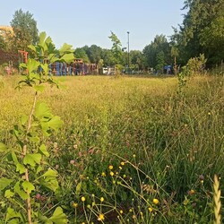 Sadzenie roślin Bykowina