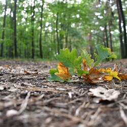 Jesień w Rudzie Śląskiej