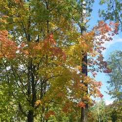 Jesień w Rudzie Śląskiej