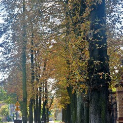 Jesień w Rudzie Śląskiej