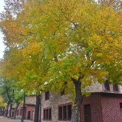 Jesień w Rudzie Śląskiej