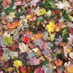 Jesień w Rudzie Śląskiej