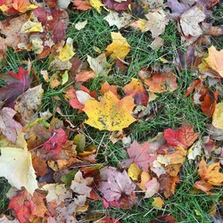 Jesień w Rudzie Śląskiej