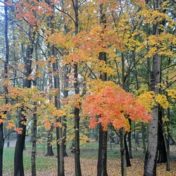 Jesień w Rudzie Śląskiej