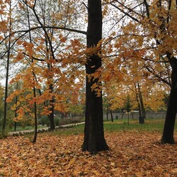 Jesień w Rudzie Śląskiej